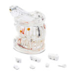 B25 FULL SCALE TRANSPARENT MODEL